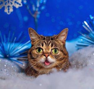 Lil BUB