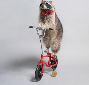 Melanie Raccoon