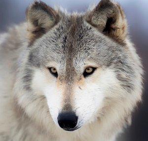 MrWolfSnack