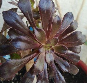 Plantas Fácil