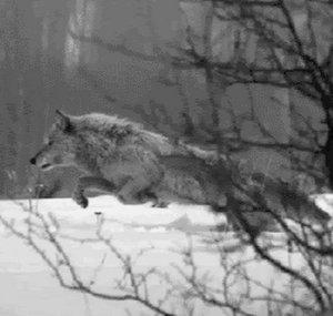 rockwolf3