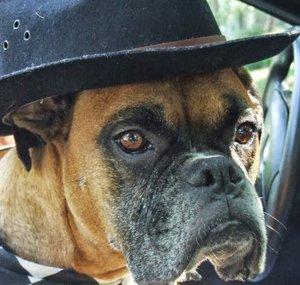 stolibluesdog