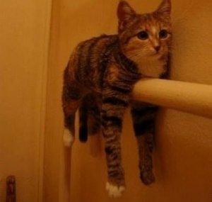 TowelCat