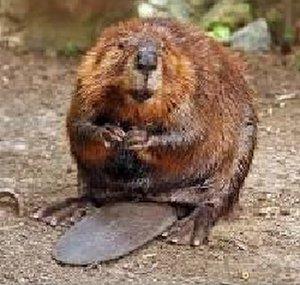 beavmeister