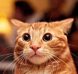 Blud Cat Bombastic 