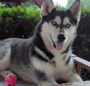 Husky Shira & GSD Enzo