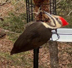 LGR Birds