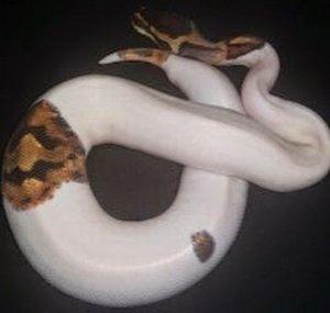 CDKK REPTILES