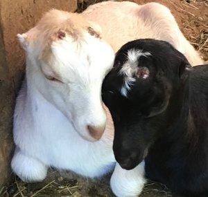 HammockHavenFarm