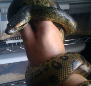Juggernaut Reptiles