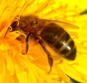 Nordbiene - Honey Bees and Nature