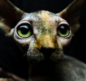 PIK