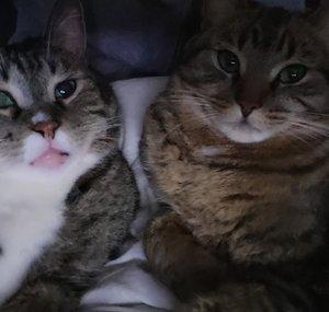thegamingcatbros