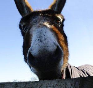 ArcturanMegadonkey