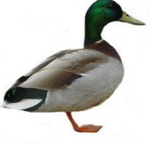 Autistabots