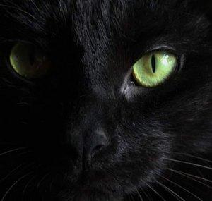 Dark Kotixa