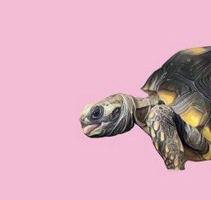 Helloseaturtle