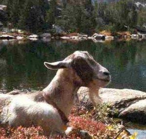 steinwaygoat