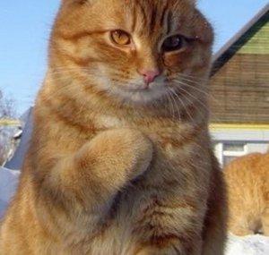 TheLazyGato