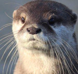 Otter