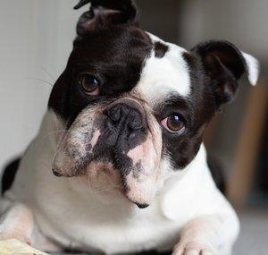 Boston Terrier Hiro