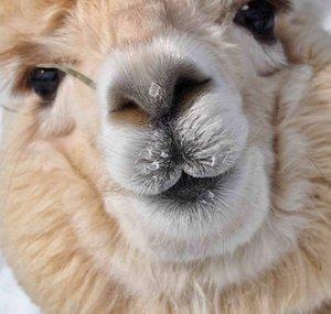 Friendly Alpaca