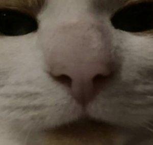 A1b3rta