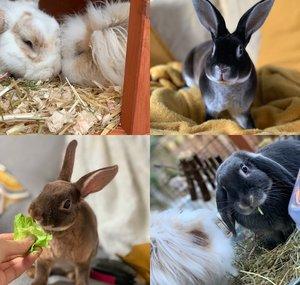 ChantellesRabbits