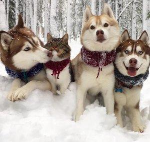 Lilothehusky