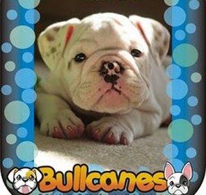 Bullcanes Bulldog Kennel