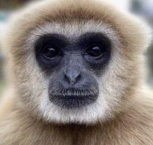 El monke