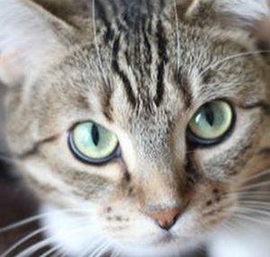 KoCat (Treski)