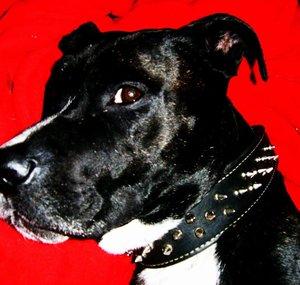 roscoethepitbull
