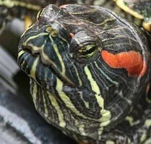 TortugaManía