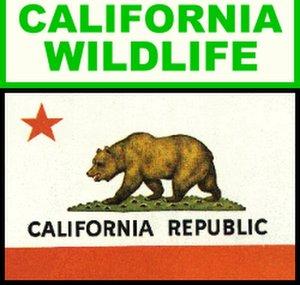American Wildlife