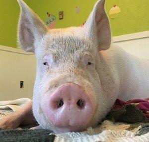Esther the Wonder Pig