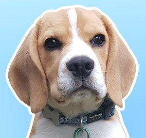 Smudge the Beagle