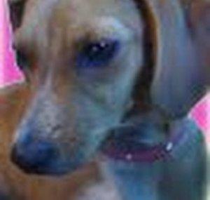 BellatheChiweenie