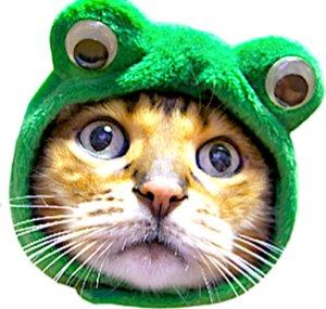 cat love so cute ch.222
