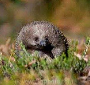 Echidna Cone