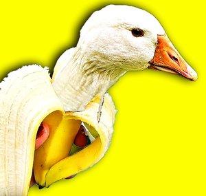 Funny ASMR Videos