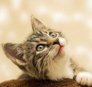 Seres Maravillosos: Historias Felinas