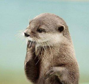 TheOtterBird