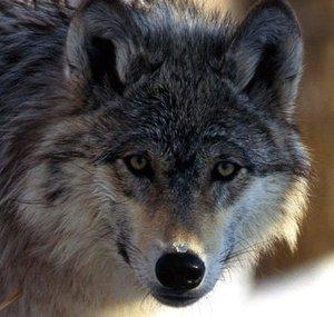 xstarwolf125x