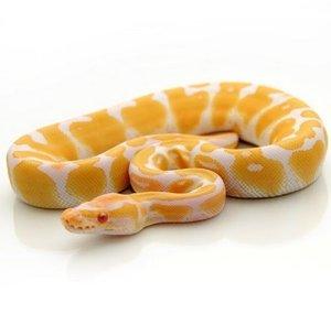JonathonSellReptiles