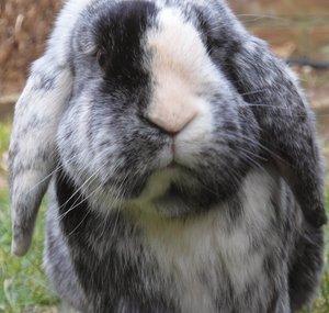 RabbitCare4Eva