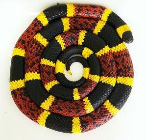 Texas Snake Id