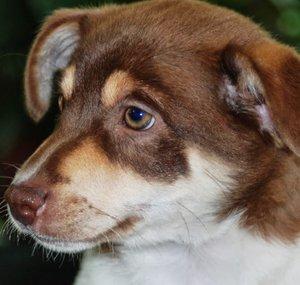 Grizz Cagnolone