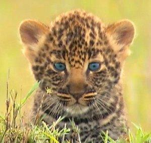 If I were an Animal...