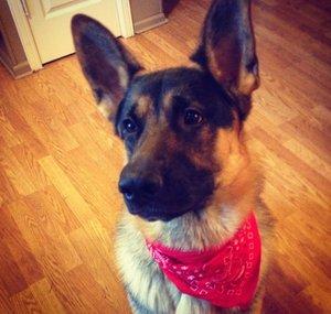 IndyGermanShepherd